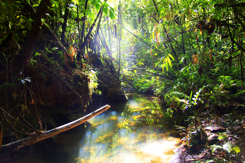 Dżungla to miejsce, w którym łatwo u ukąszenia insektów lub innych tropikalnych zwierząt