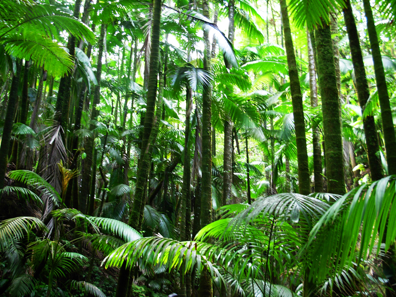 W dżungli bardzo łatwo zarazić się różnymi tropikalnymi chorobami