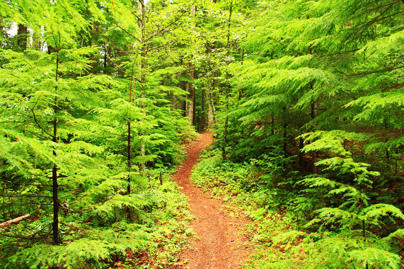 Na leśnych ścieżkach łatwo o skaleczenia, czy podrażnienia skórne