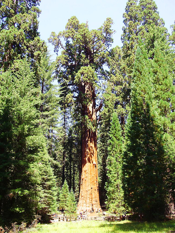 General Sherman to najwyższe drzewo w Parku Narodowym Sekwoi