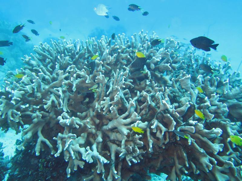 Wielka Rafa Koralowa to miejsce, które każdy powinien odwiedzić przynajmniej raz w życiu