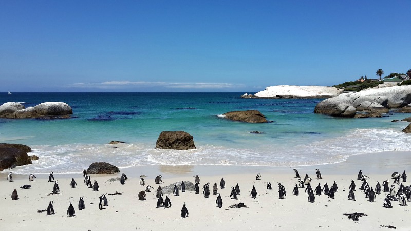 W RPA można zobaczyć pingwiny afrykańskie.