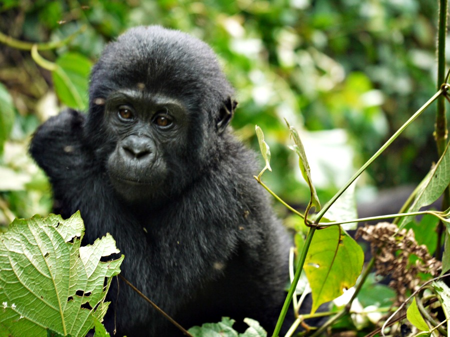 Uganda to dom dla wielkiej populacji goryli górskich.