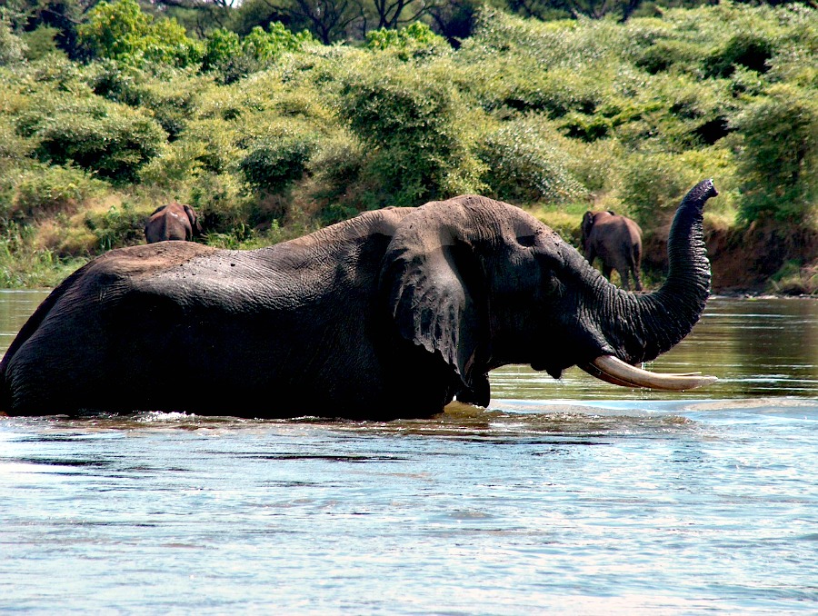 W Zambii urlop spędzają również słonie.