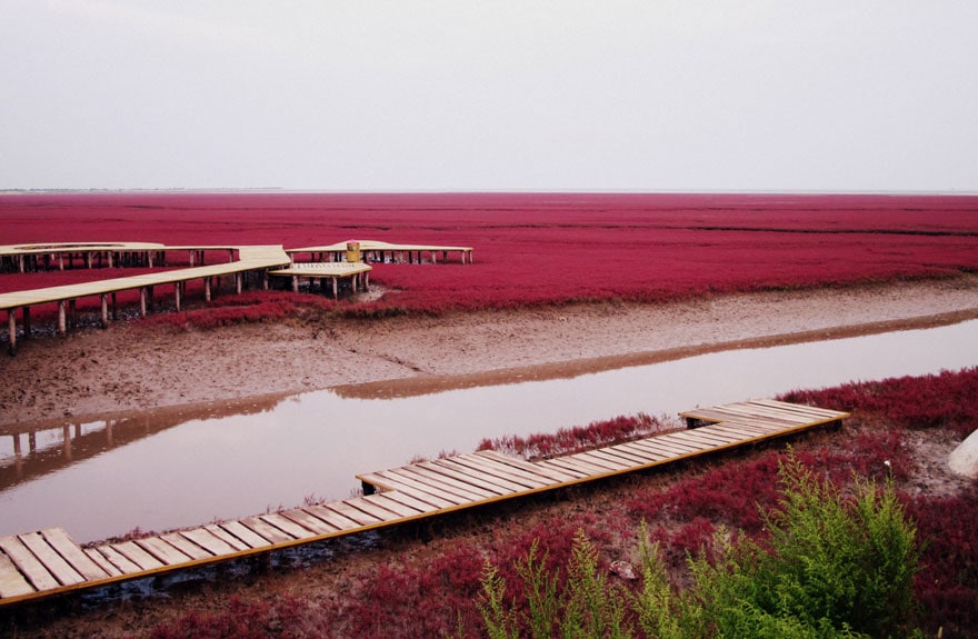 Czerwona Plaża w Panjin w Chinach, za jej kolor odpowiada specjalny rodzaj wodorostów sueda. fot. autor nieznany