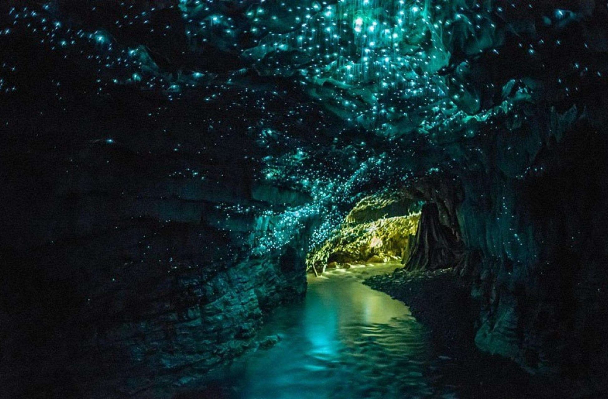 Jaskinia Waitomo Glowworm w Nowej Zelandii rozświetlona przez miliony poczwarek muchówek, które emitują światło. fot. autor nieznany